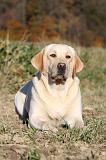 LABRADOR 355